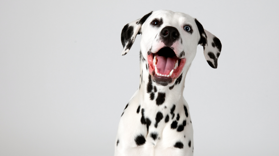 dalmatien