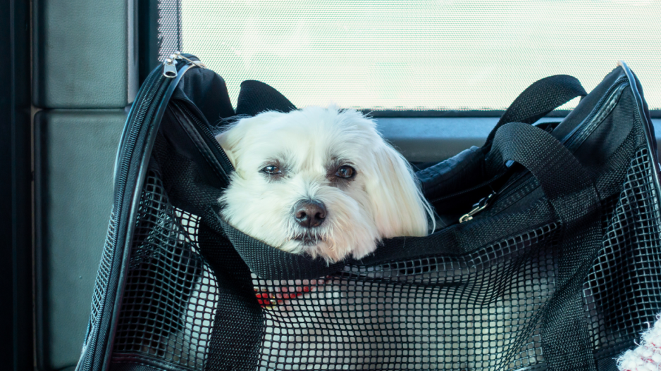 sac de transport chien