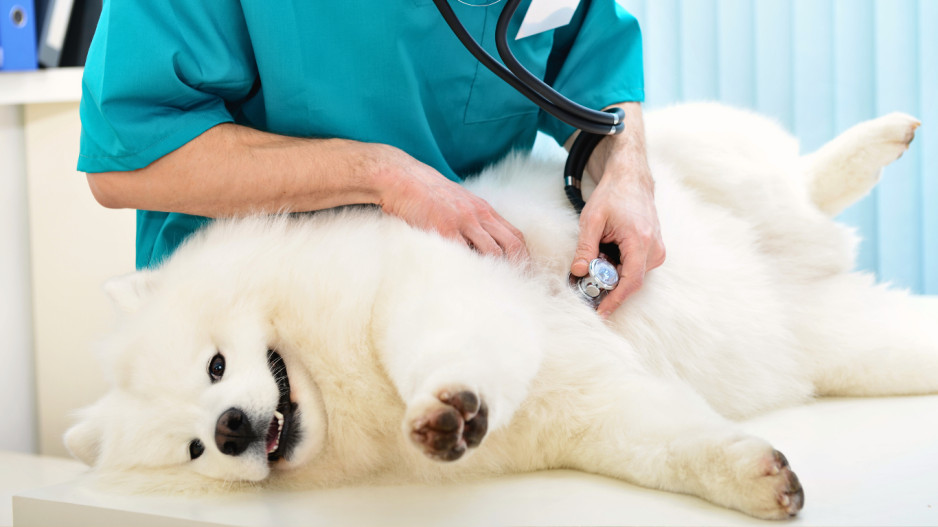 urgence vétérinaire