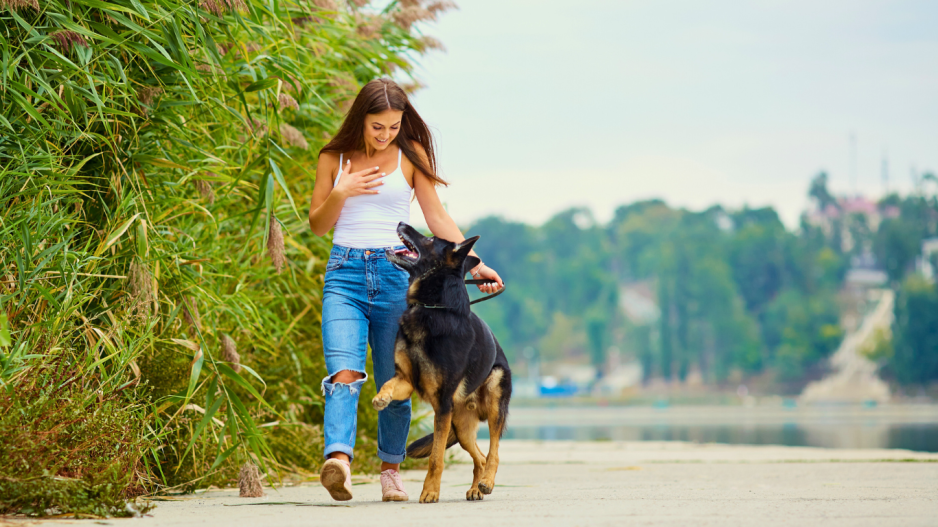promenade avec chien