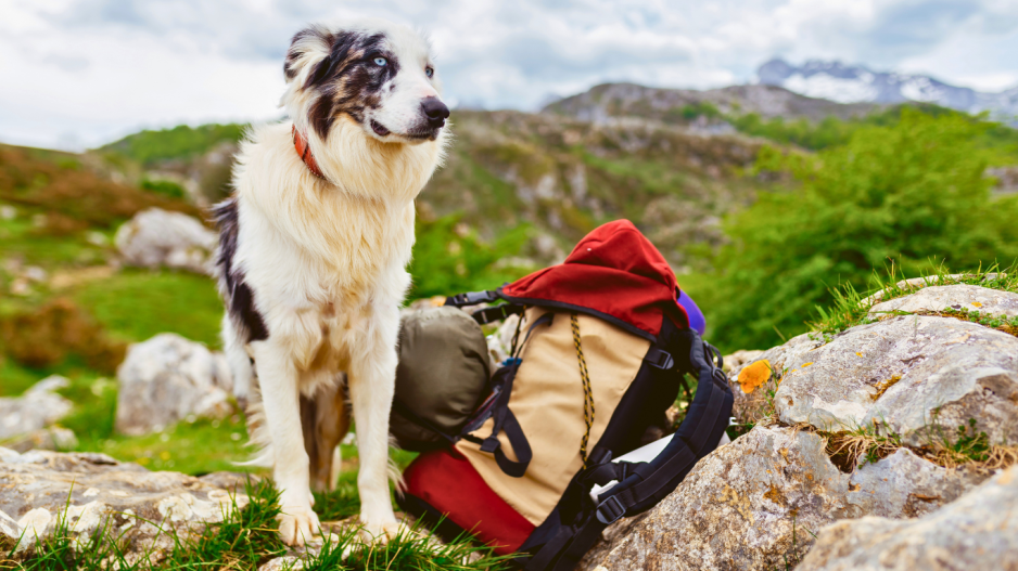 chien en randonnée