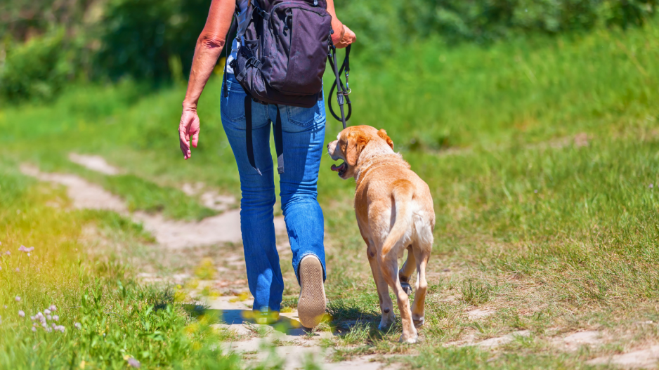randonnée avec chien