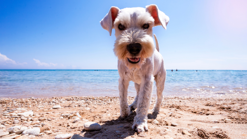 chien plage