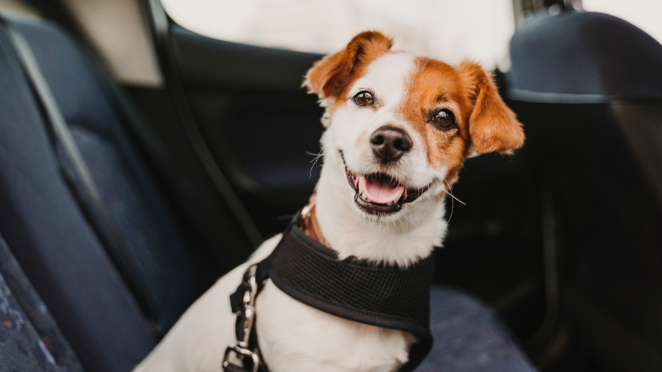 chien en voiture