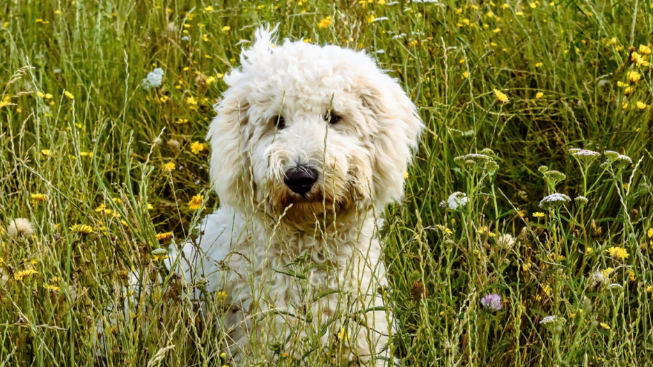 chien dans un champ
