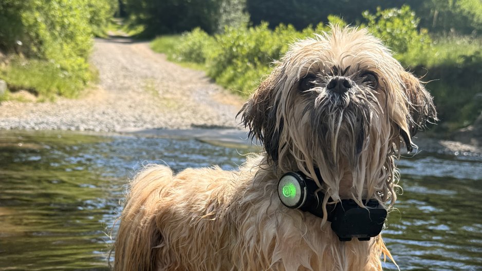 chien dans l'eau