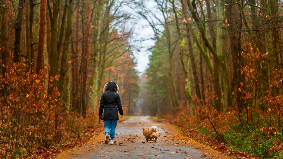 promenade chien