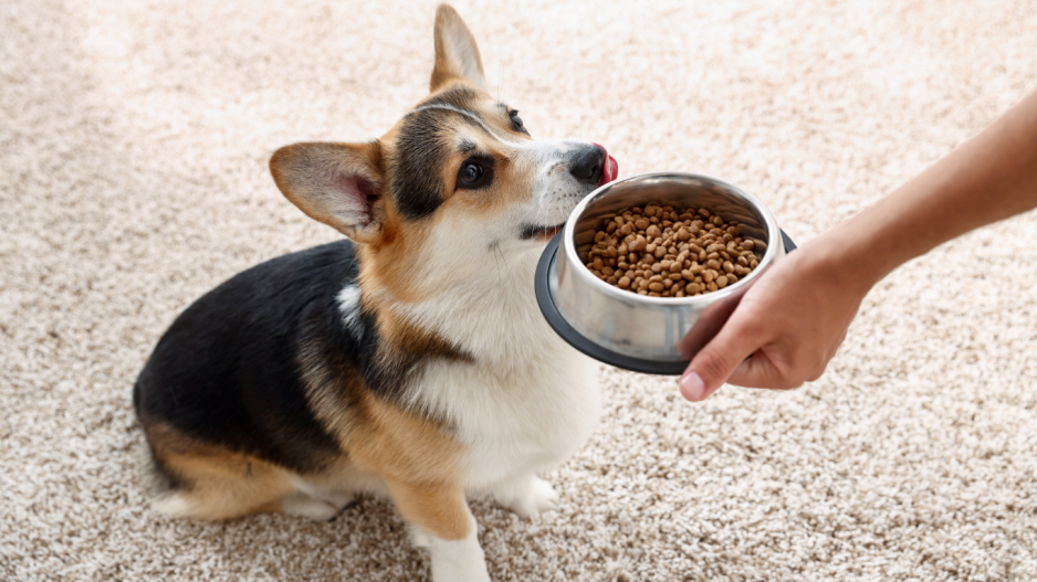 croquettes chien