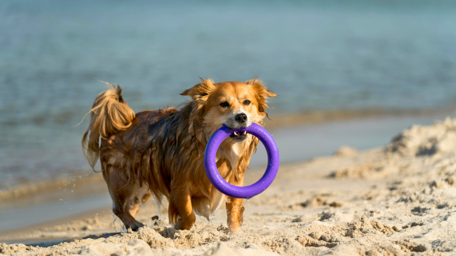 chien qui joue sur la plage