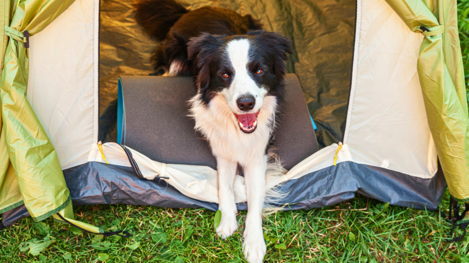 camping chien
