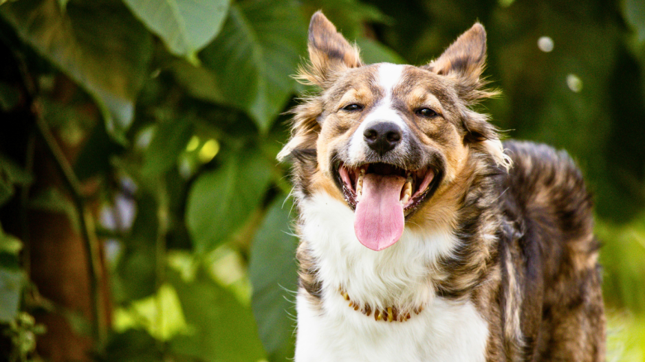 border collie