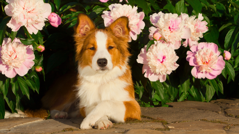 border collie fleurs