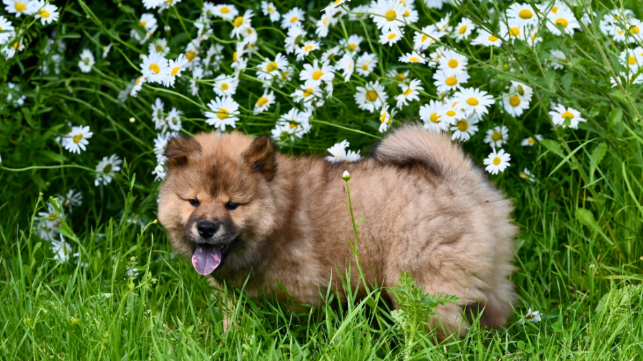 chiot jardin
