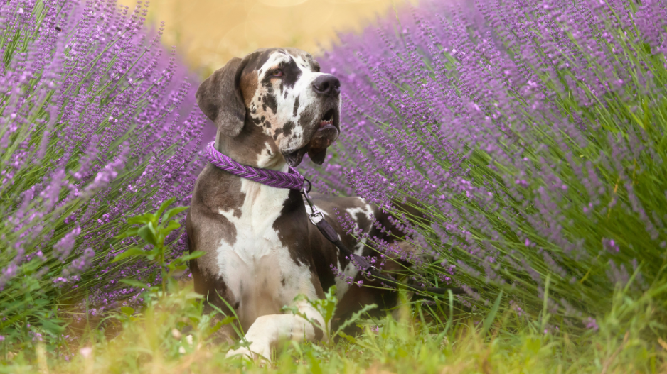 chien lavandes