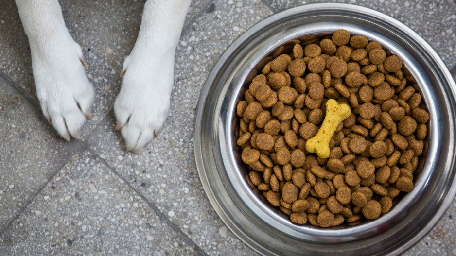 chien croquettes