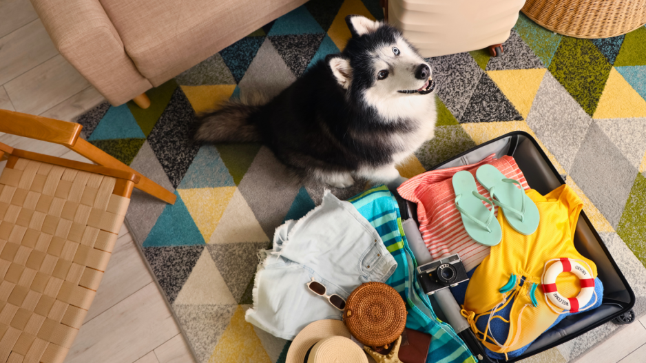 chien valise