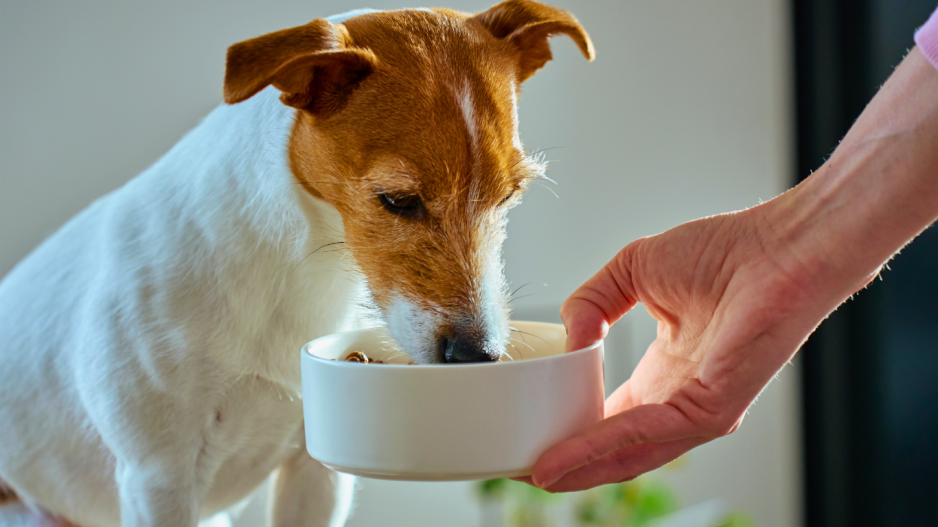 gamelle chien