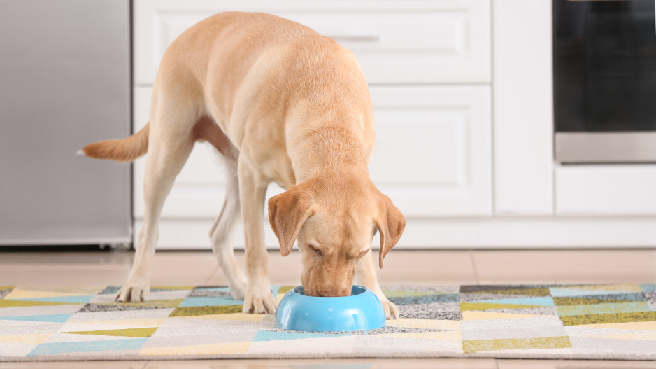 chien qui mange
