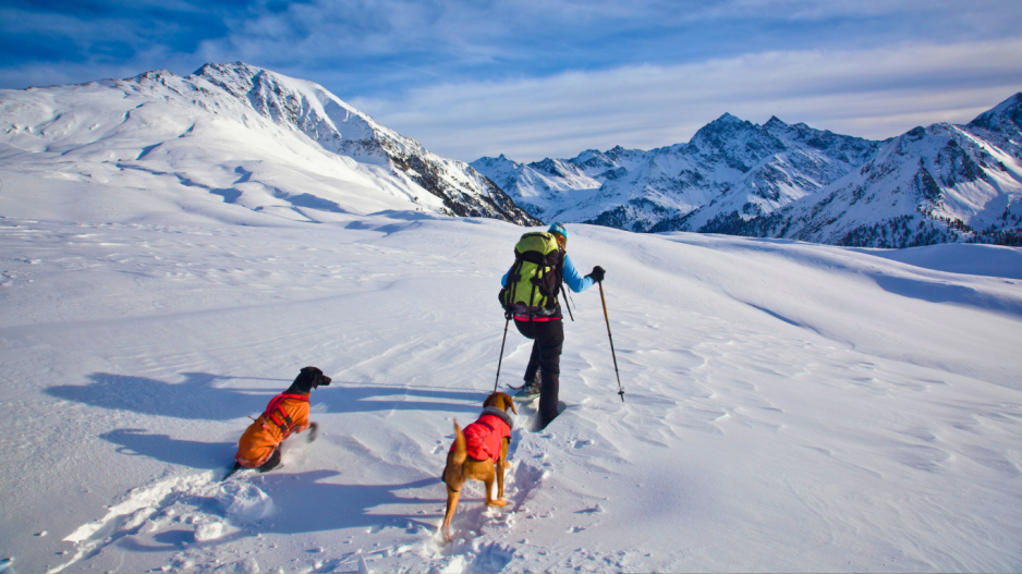 raquettes avec chiens