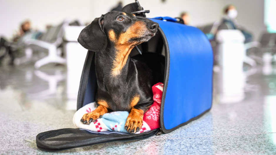 chien en avion