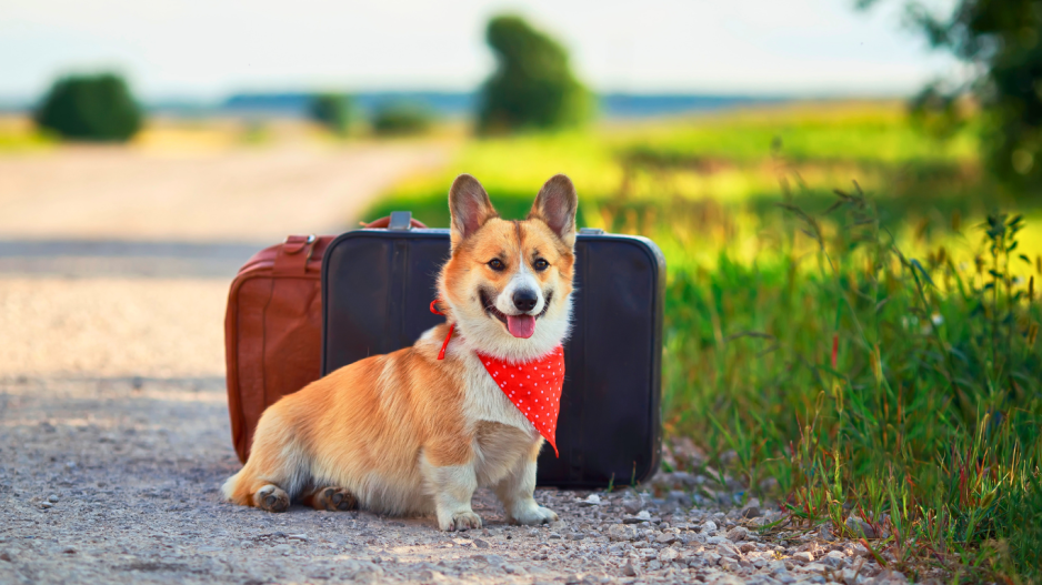 chien vacances