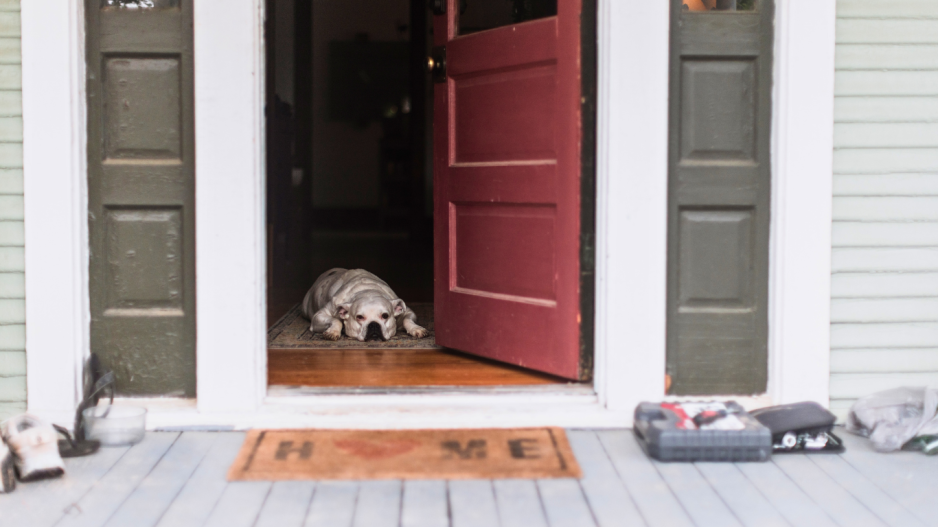 chien maison