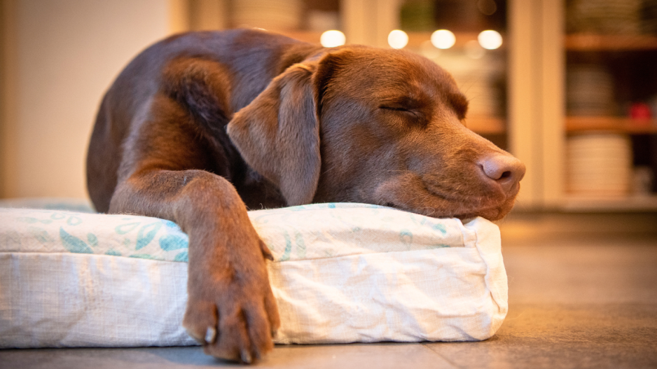 chien qui dort