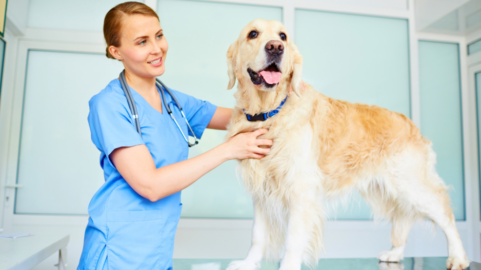 chien vétérinaire