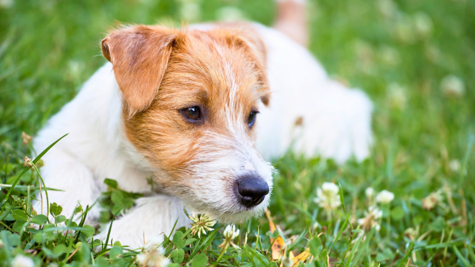 petit chien dans l'herbe
