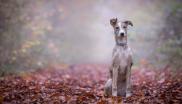 chien automne