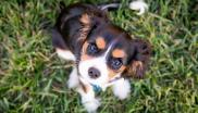 chiot dans l'herbe