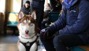 voyager en train avec son chien