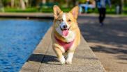 corgi