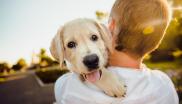 chiot labrador