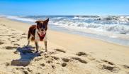 chien sur la plage