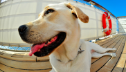 chien croisière