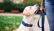 laisse pour chien