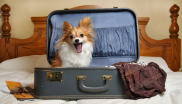 vacances avec chien