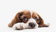 chien