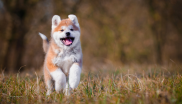 chiot qui court
