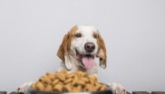 croquettes pour chiens