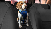 chien en voiture