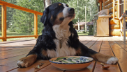nourriture chien