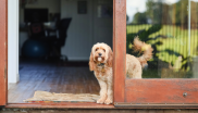 gîte avec chien