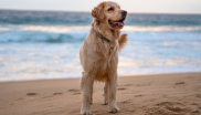 chien sur la plage