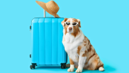 voyage avec chien