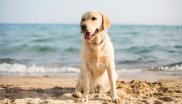 chien sur la plage