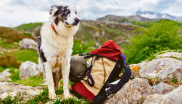 chien en randonnée