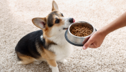 croquettes chien