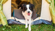 camping chien
